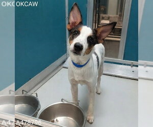 Mutt Dogs for adoption in Oklahoma City, OK, USA