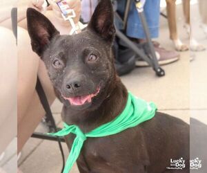 Chihuahua-Unknown Mix Dogs for adoption in Washington, DC, USA