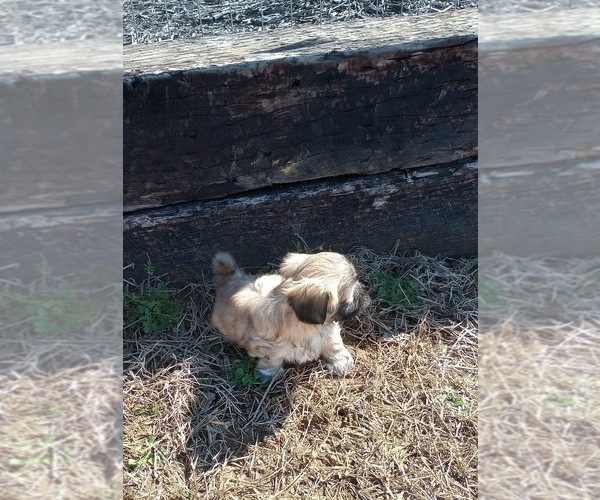Medium Photo #6 Shih Tzu Puppy For Sale in ALLENSVILLE, KY, USA