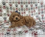 Small #5 Cavapoo