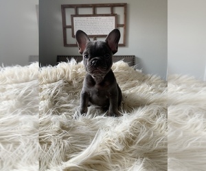 French Bulldog Puppy for sale in HIGHLAND, CA, USA