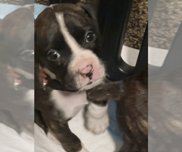 Medium Photo #4 Boxer Puppy For Sale in DISPUTANTA, VA, USA