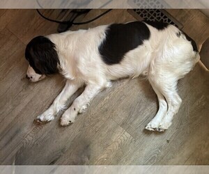 Medium English Springer Spaniel