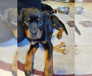 Rottweiler Puppy for sale in CHARLOTTESVILLE, VA, USA