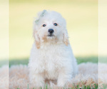 Small Photo #66 Goldendoodle (Miniature) Puppy For Sale in WARSAW, IN, USA