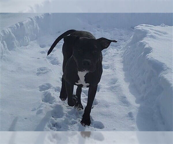 Medium Photo #1 Mutt Puppy For Sale in Springfield, MA, USA