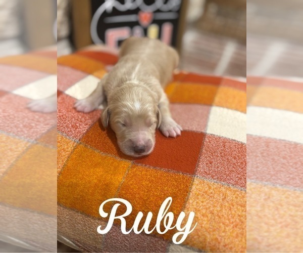 Medium Photo #10 Goldendoodle Puppy For Sale in RED OAK, TX, USA