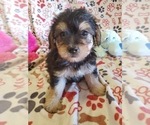 Small #5 Morkie-Yorkshire Terrier Mix