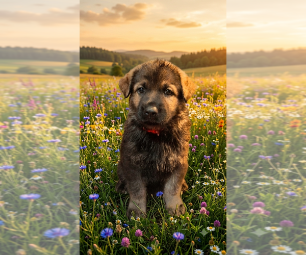 Medium Photo #8 German Shepherd Dog Puppy For Sale in PITTSBURGH, PA, USA