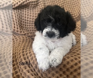 Havapoo Puppy for sale in VANCOUVER, WA, USA