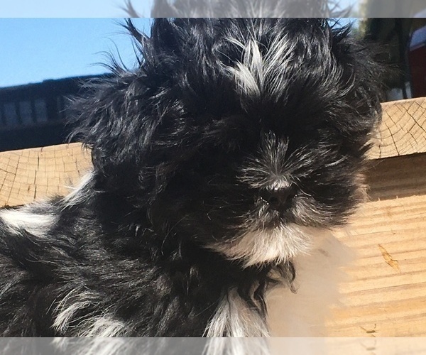 Medium Photo #2 Shih Tzu Puppy For Sale in HASTINGS, MI, USA