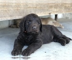 Small Photo #29 Labradoodle Puppy For Sale in JARRELL, TX, USA