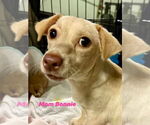 Small #3 Chiweenie