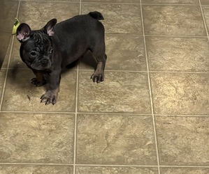 French Bulldog Puppy for sale in MCKINNEY, TX, USA