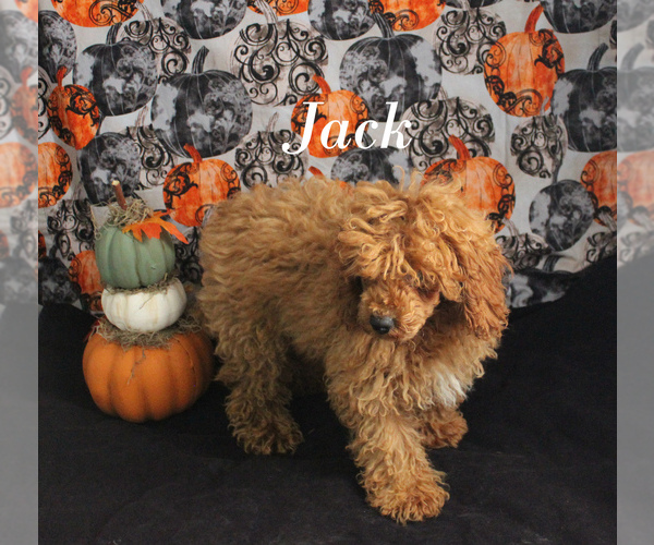 Medium Photo #14 Poodle (Toy) Puppy For Sale in CHANUTE, KS, USA