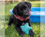 Small #3 Labrador Retriever Mix
