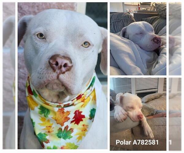 Medium Photo #2 American Staffordshire Terrier-Unknown Mix Puppy For Sale in San Antonio, TX, USA