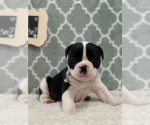 Olde English Bulldogge Puppy for sale in WYLIE, TX, USA