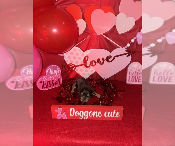 Medium Photo #1 Schnauzer (Miniature) Puppy For Sale in LAFAYETTE, LA, USA