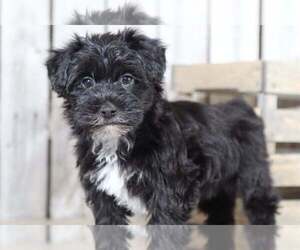 Yorkshire Terrier Puppy for sale in MOUNT VERNON, OH, USA