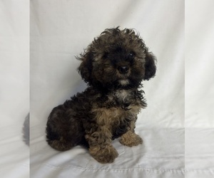 Cockapoo (Toy) Puppy for Sale in CLEARFIELD, Iowa USA