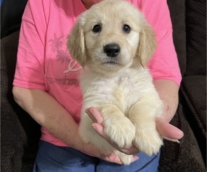 Golden Retriever Puppy for Sale in MERIDIAN, Mississippi USA