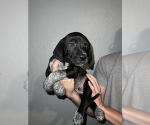 American Pit Bull Terrier-Redbone Coonhound Mix Dogs for adoption in INDEPENDENCE, KS, USA