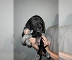 Small American Pit Bull Terrier-Redbone Coonhound Mix