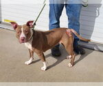 Small American Staffordshire Terrier Mix