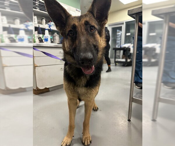 Medium Photo #1 German Shepherd Dog Puppy For Sale in Riverside, CA, USA