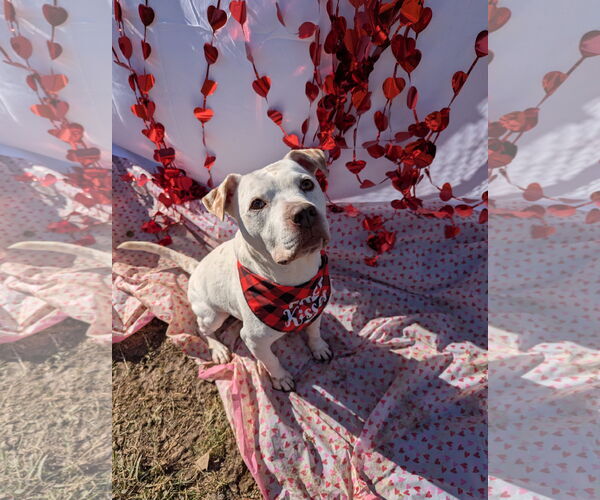 Medium Photo #7 American Bulldog-Unknown Mix Puppy For Sale in Calhoun, GA, USA