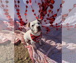 Small #6 American Bulldog Mix