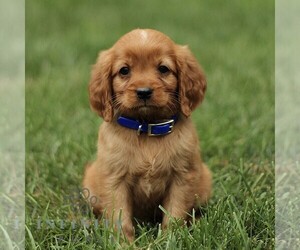 Golden Retriever Puppy for sale in NEW HOLLAND, PA, USA