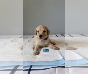 Poodle (Standard) Puppy for sale in EXETER, CA, USA