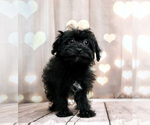 Small #1 Poodle (Toy)-Yorkshire Terrier Mix