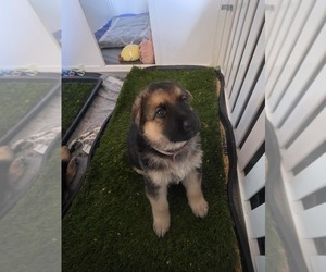 German Shepherd Dog Puppy for sale in LAKE CITY, FL, USA