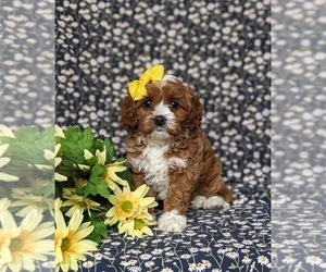 Cavapoo Puppy for sale in QUARRYVILLE, PA, USA