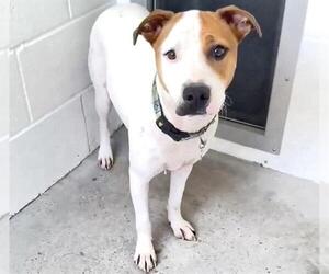 Mutt Dogs for adoption in Houston, TX, USA