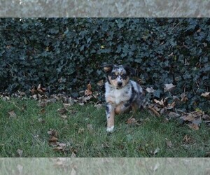 Australian Shepherd Puppy for sale in GOSHEN, IN, USA