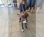 Small Labrador Retriever Mix