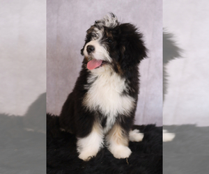 Miniature Bernedoodle Puppy for sale in ITASCA, TX, USA
