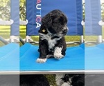 Small Photo #14 Portuguese Water Dog Puppy For Sale in RIGBY, ID, USA