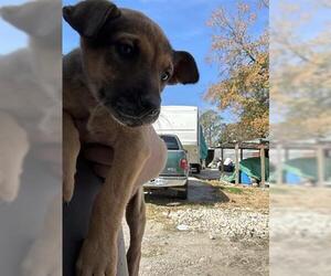 Labrador Retriever-Unknown Mix Dogs for adoption in Houston, TX, USA