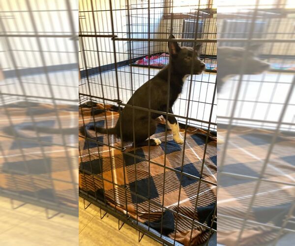 Medium Photo #7 Border Collie-Unknown Mix Puppy For Sale in Lewistown, PA, USA