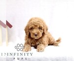 Small #3 Goldendoodle (Miniature)