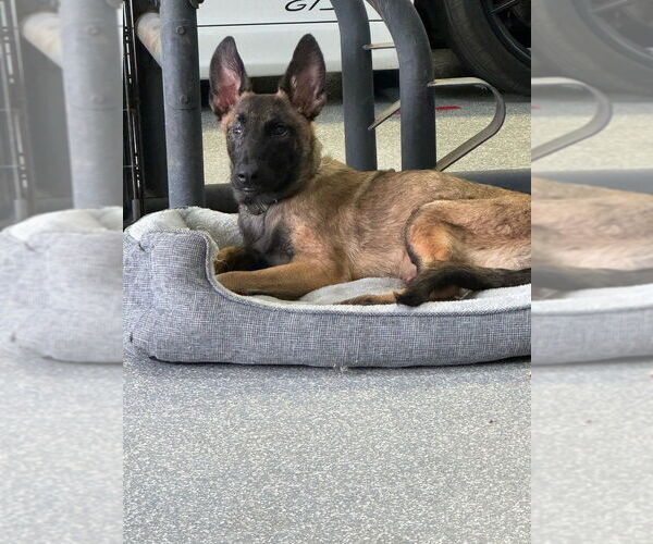 Medium Photo #1 Mutt Puppy For Sale in Dana Point, CA, USA