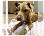 Small Photo #9 Pointer-Unknown Mix Puppy For Sale in Houston, TX, USA