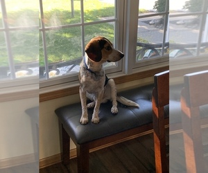 Beagle Puppy for sale in PICKERINGTON, OH, USA