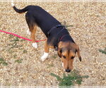 Small #8 Beagle