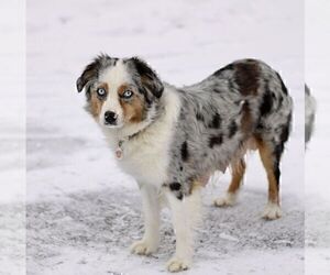 Mother of the Miniature American Shepherd-Miniature Australian Shepherd Mix puppies born on 12/13/2024